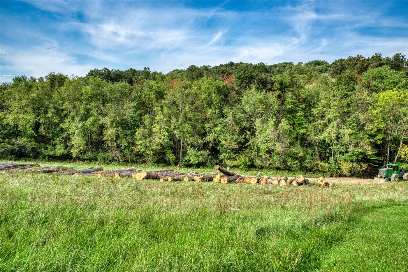 Open meadow edged by woods