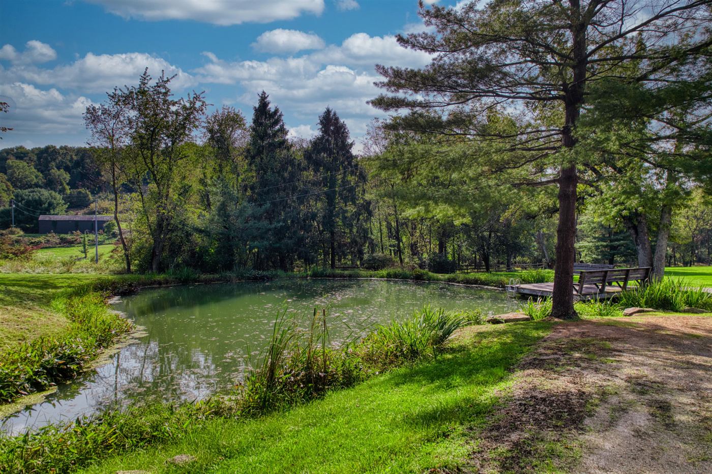 Pond surrounded by trees